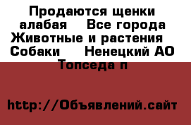 Продаются щенки алабая  - Все города Животные и растения » Собаки   . Ненецкий АО,Топседа п.